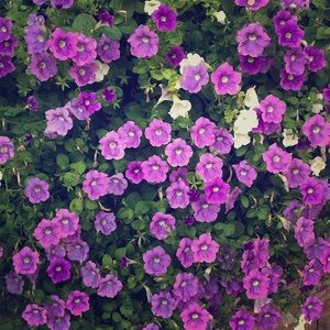 Meet your Posher, Nilgun